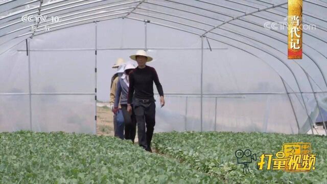 寿阳的茴子白富含大量营养元素,行销国内各大城市