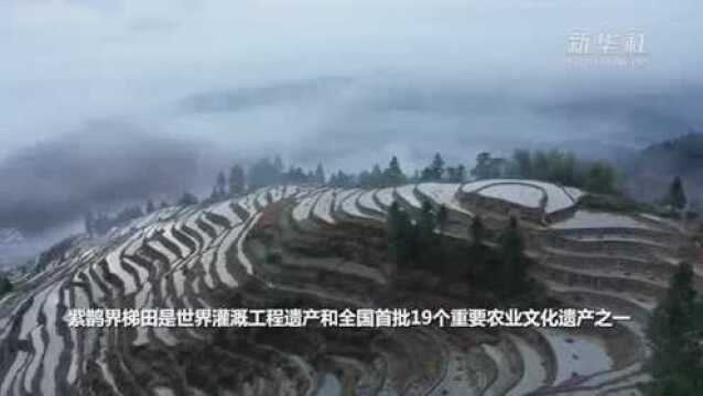 湖南紫鹊界:飘渺晨雾绕梯田