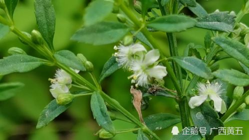 這種開花植物叫野甘草,是一種中草藥材,遇見不要當雜草除哦