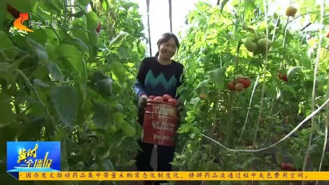 廊坊永清:农民增收致富,蔬菜种植专业村人均年收入突破18000元