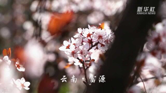 云南富源春花盛开 游客踏春赏花