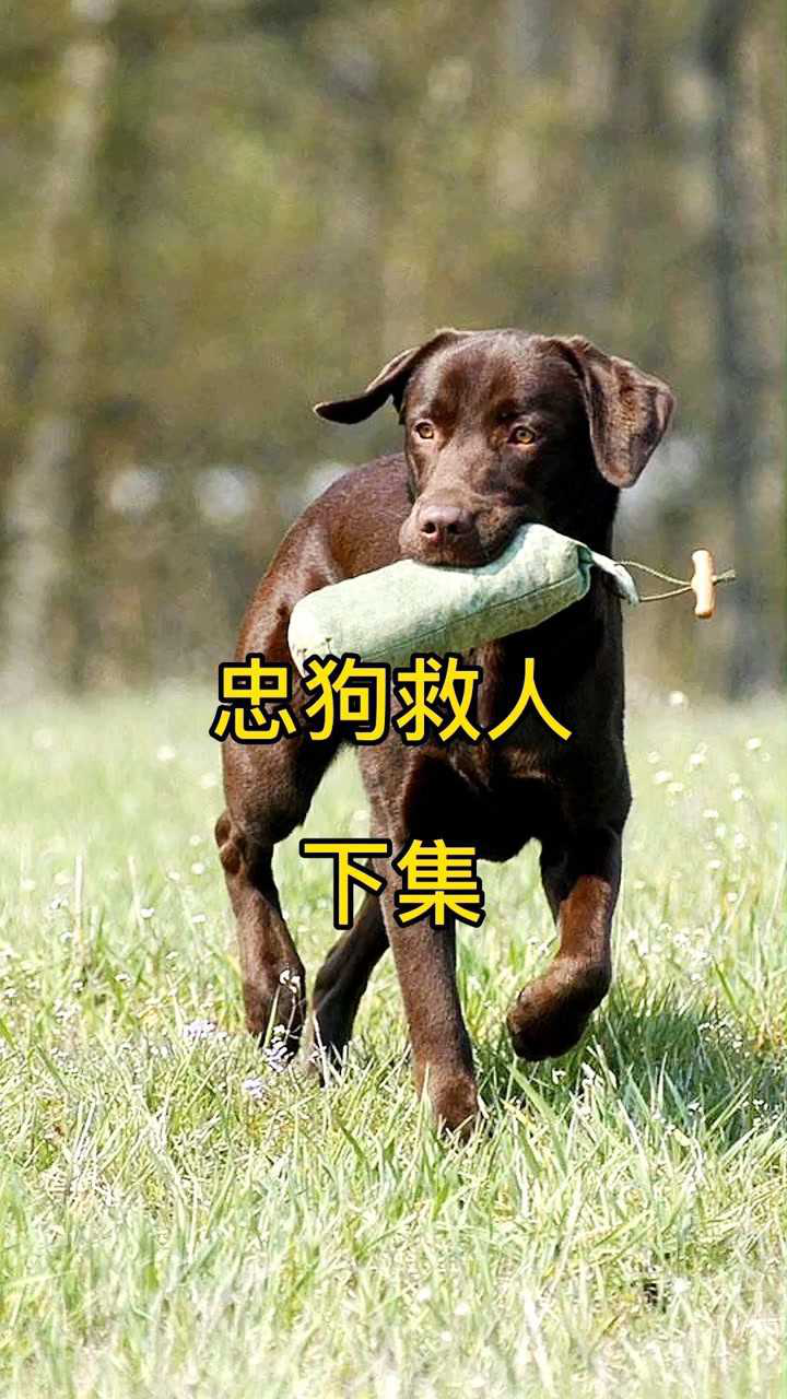 忠狗救人