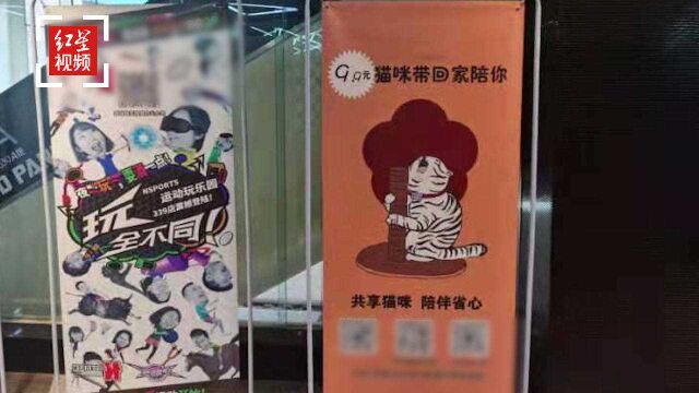 “共享猫咪”店主道歉:共享的是救助的流浪猫 目前已暂停服务