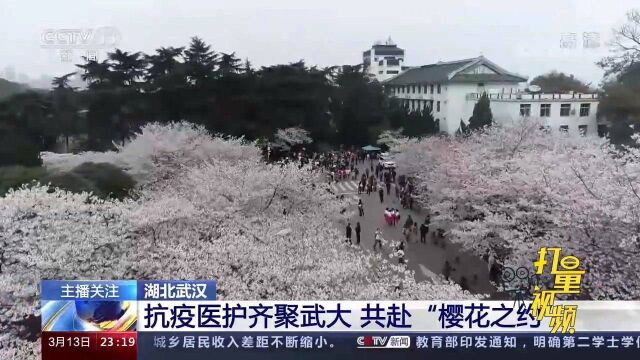 春暖花开!抗疫医护齐聚武汉大学,共赴“樱花之约”