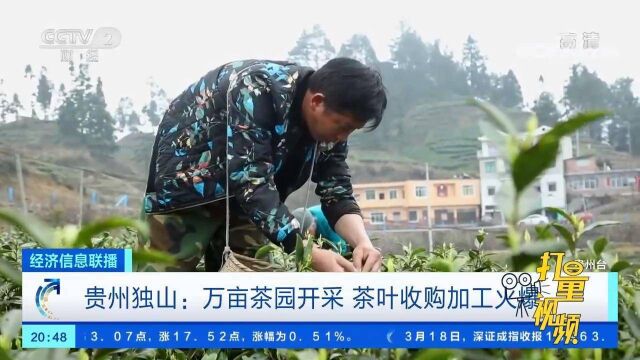 贵州独山:万亩茶园开采,茶叶收购加工火爆