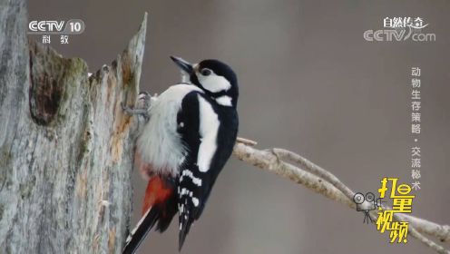 啄木鸟也会鸣叫，但它们更喜欢用另一种方式来传递信息|自然传奇