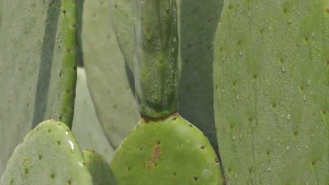 米邦塔仙人掌种植基地