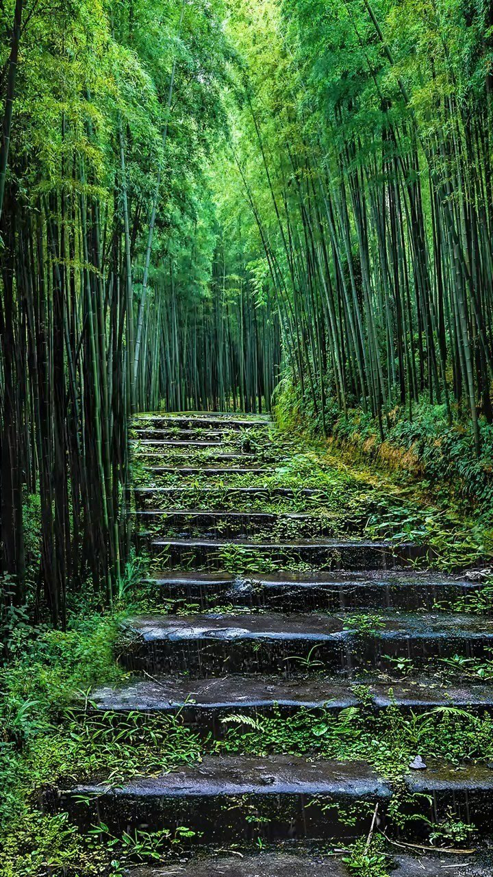 竹林#下雨天#風景