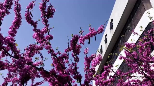 视频丨湖南科技大学:繁花似锦春如梦