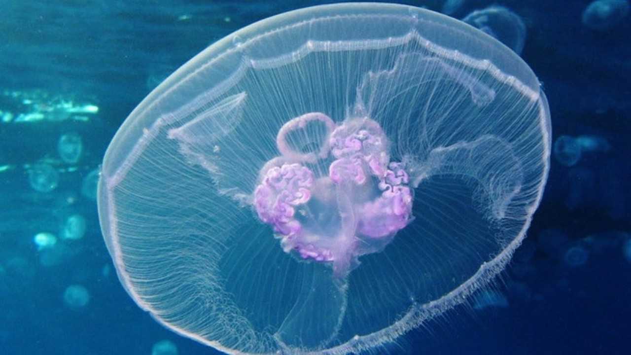 悬崖上的金鱼姬水母