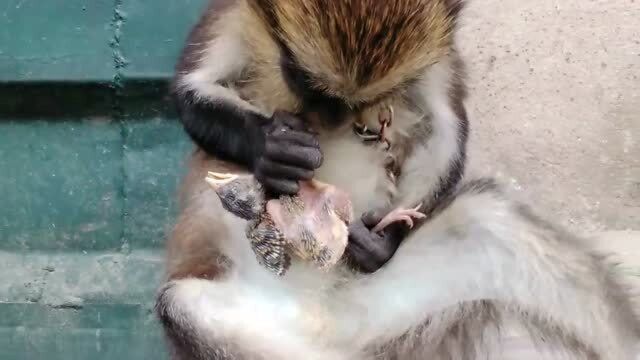 爱猴人士非常宠爱小猴子