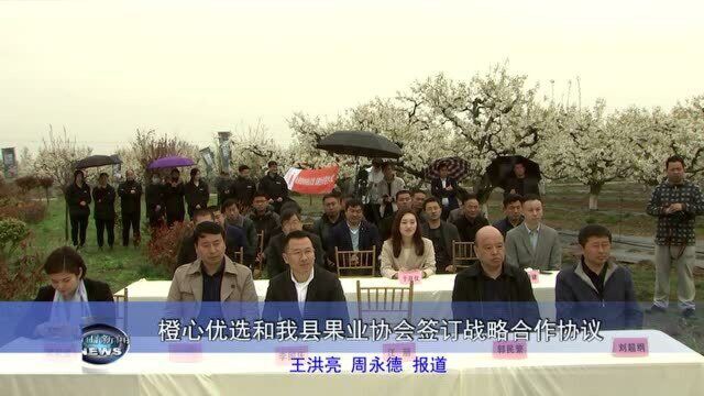 橙心优选和砀山县果业协会签订战略合作协议