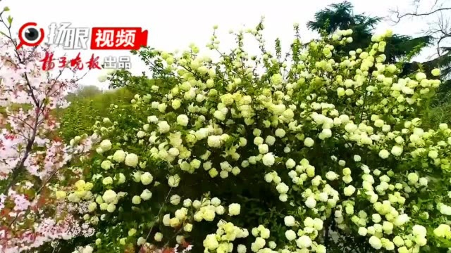 视频|南京玄武湖景区琼花、木本绣球群芳争艳