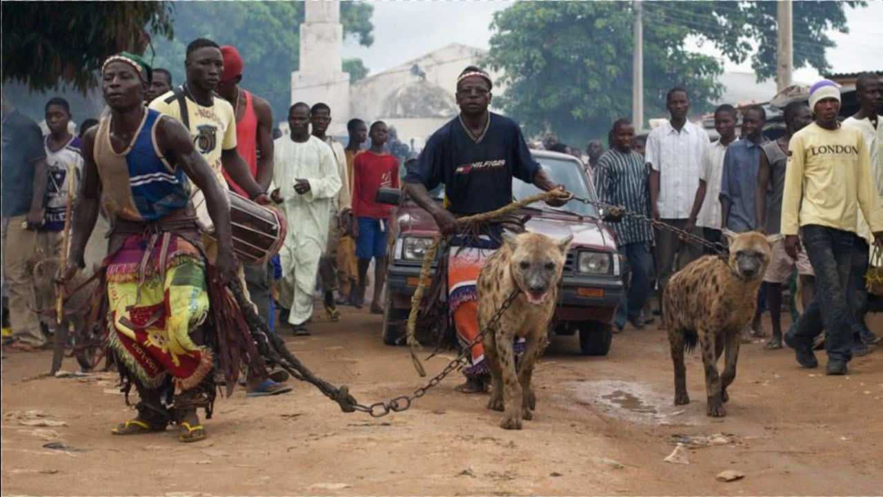 尼日利亚街头的鬣狗人,训练凶猛的鬣狗如同家狗一般