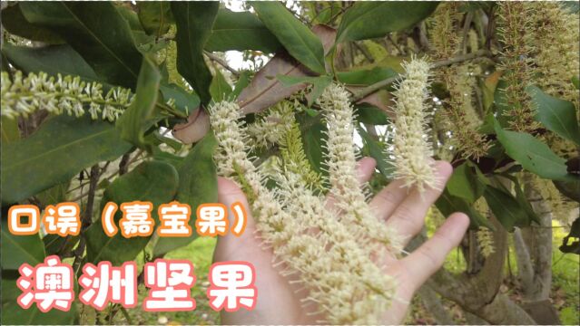 澳洲坚果满树都是花,你见过吗?花散发出的香味很香,你知道吗