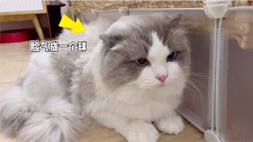 当我突然带一只斜刘海猫回家，多多：气死猫了！
