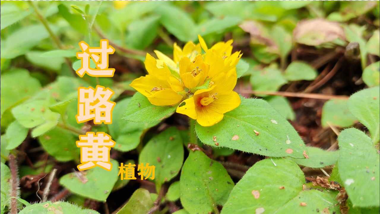 路边黄草图片