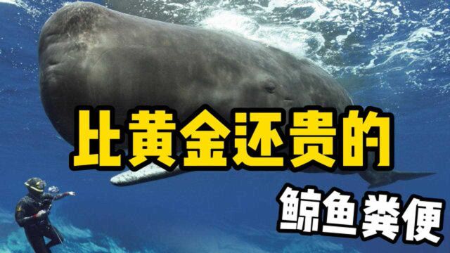 每公斤100万元!抹香鲸排泄量巨大,为何粪便价格却堪比黄金?