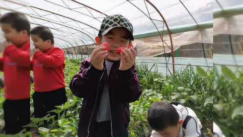 未来星幼儿园“莓”好时光草莓采摘营精彩回顾