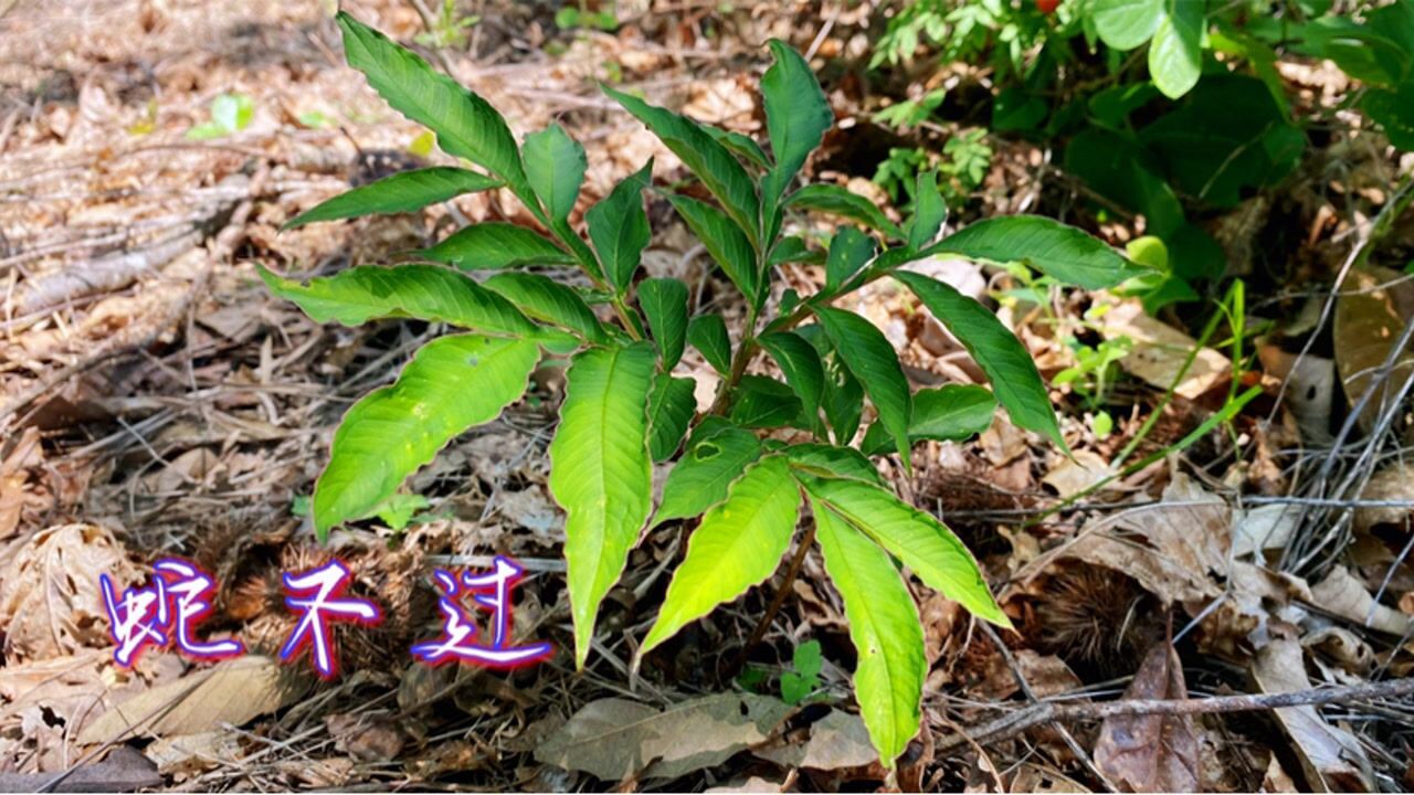 浑身含有剧毒的"蛇不过",就连毒蛇也不敢靠近,它的根茎却是宝_腾讯