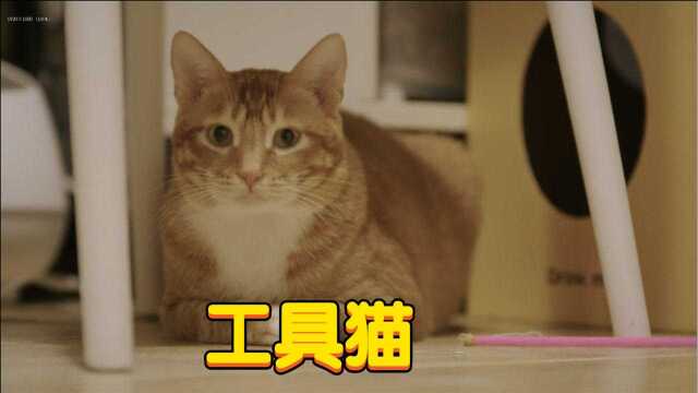 《宠物一千零一夜》被网络填满生活的年轻人,竟靠猫咪来连接社交