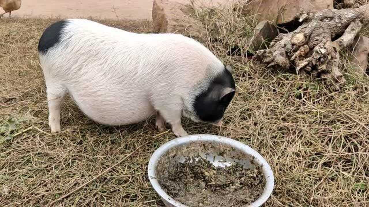 猪妈妈挺个大肚子每天在村里散步顺便找点吃的