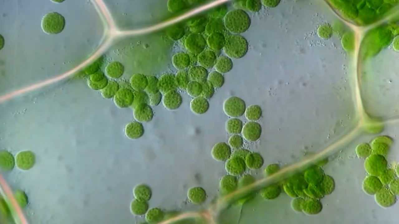 菠菜叶绿体图片图片