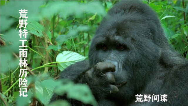 《荒野间谍》荒野特工的雨林历险记