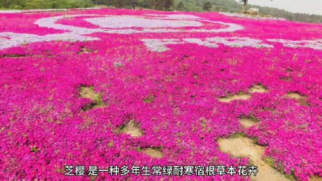 也许你看过许多花海.石河子将军山的花海你看过吗?