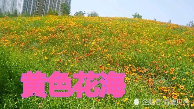 郑州雕塑公园,有一片花海真漂亮,你知道这是什么花吗