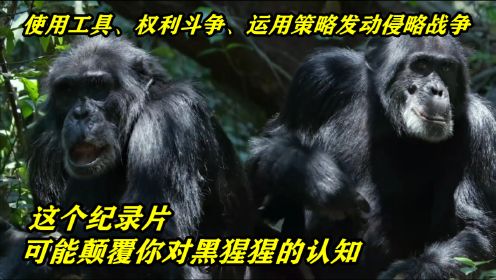黑猩猩吃什么肉？看到它们设下埋伏圈捕猎，你可能会吓一跳