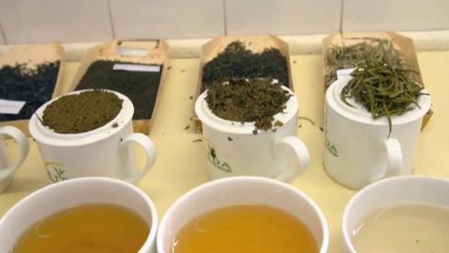 《茶包工厂》- 体验从茶田到茶包的漫长旅程，直击有滋味的生产线！