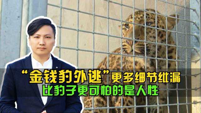 杭州“金钱豹外逃事件”更多细节纰漏,比豹子更可怕的是人性