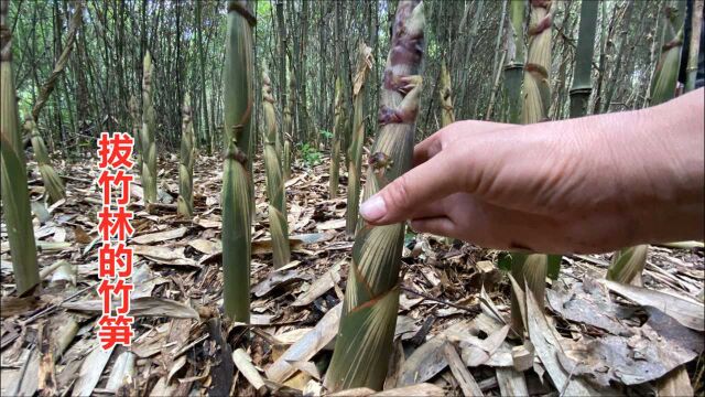 农村大叔种植一大片竹子,靠卖竹笋一个月收入40000元,真羡慕