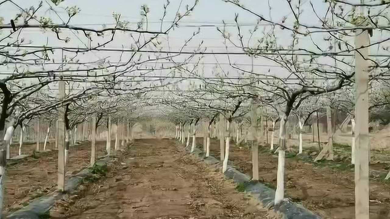 梨树双臂顺行式新型棚架栽培模式湖北省农业科学院果树茶叶研究所