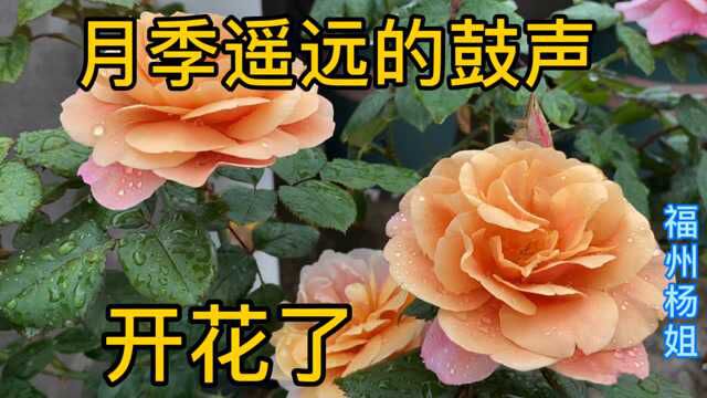 新手小白月季养的如何?遥远的鼓声开花了,独特的花色美极了!