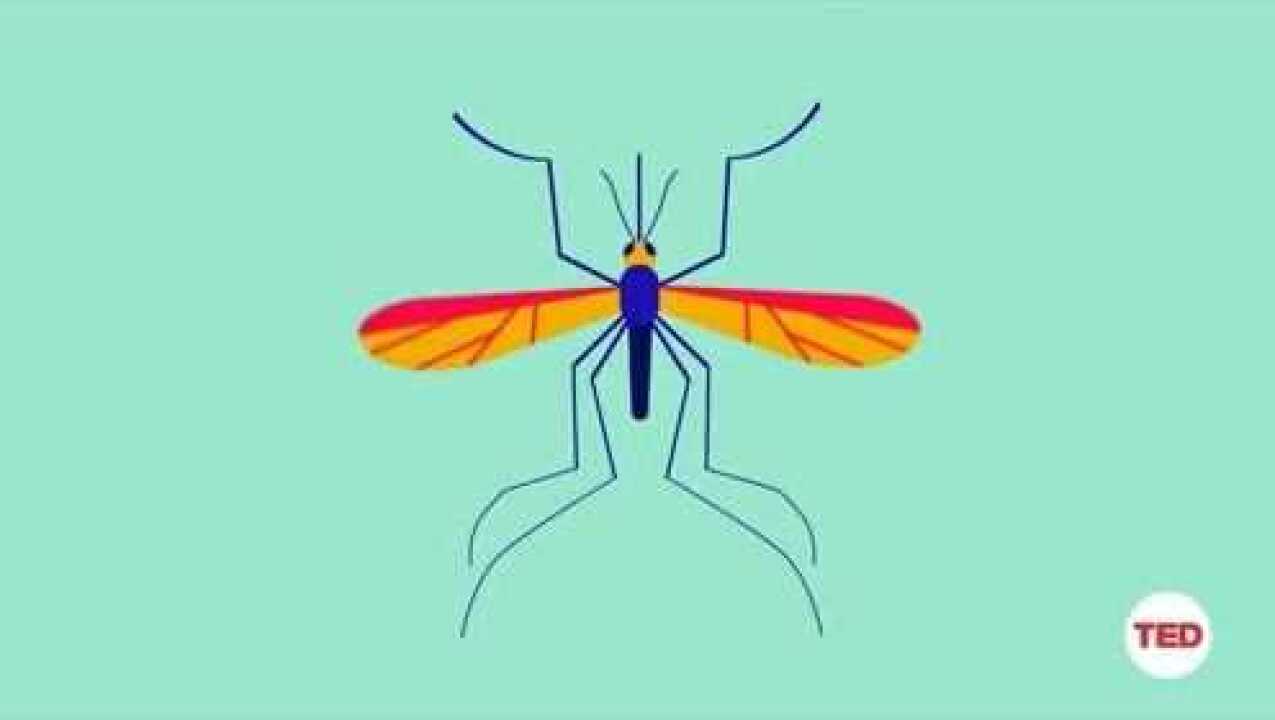 蚊子嗡嗡声的真正原因