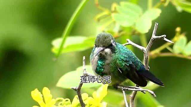 佛教歌曲莲师心咒(慈悲版)