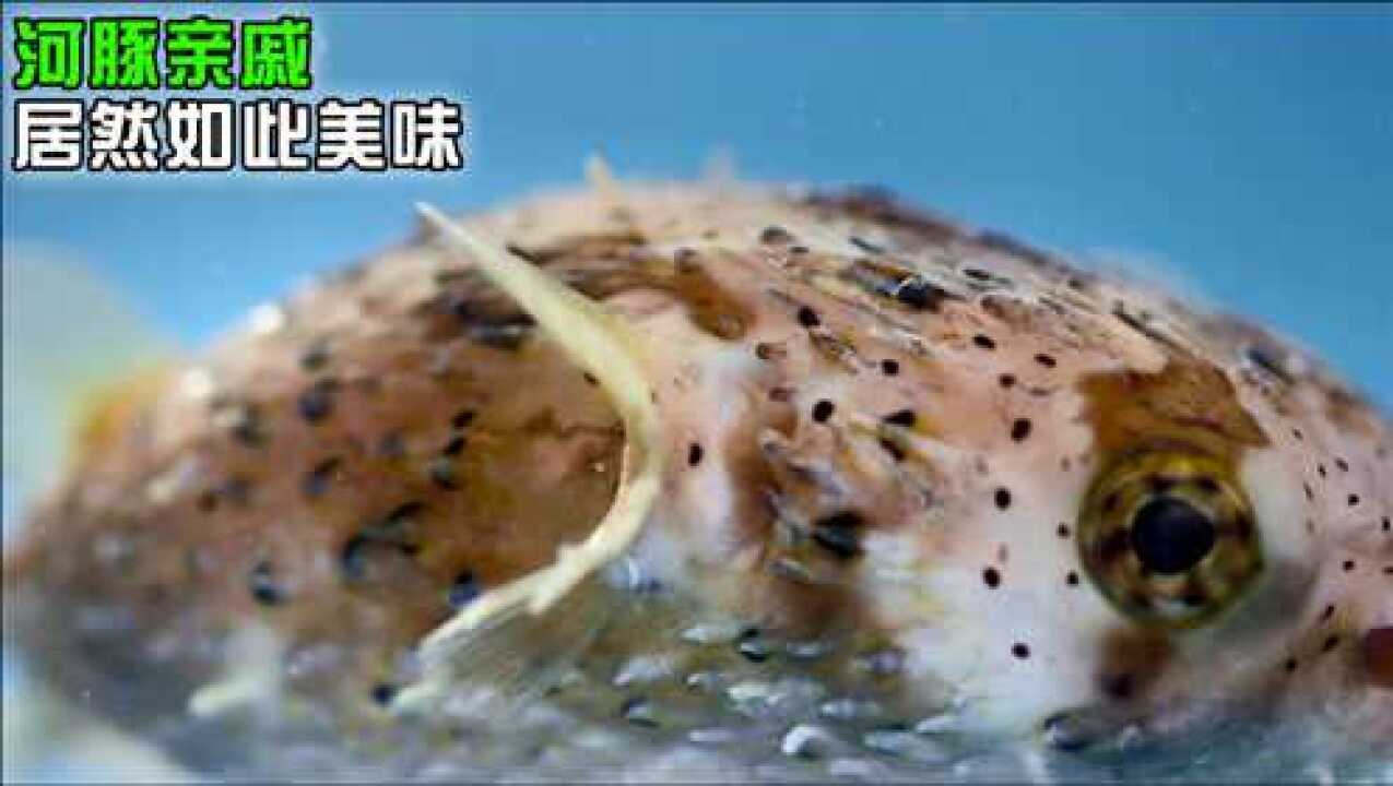 刺豚鱼竟是有着剧毒河豚的亲戚,然而刺豚不仅没毒,还很鲜美《开动吧!海鲜》_高清1080P在线观看平台_腾讯视频