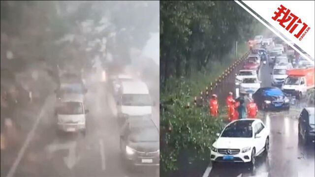 浙江金华遭遇雷雨大风天气 路边大树被刮断砸中行驶车辆