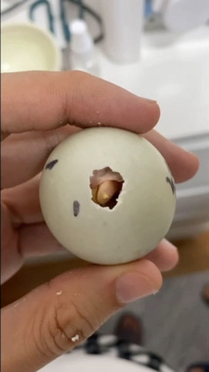 自己人工孵化柯尔鸭破壳全程