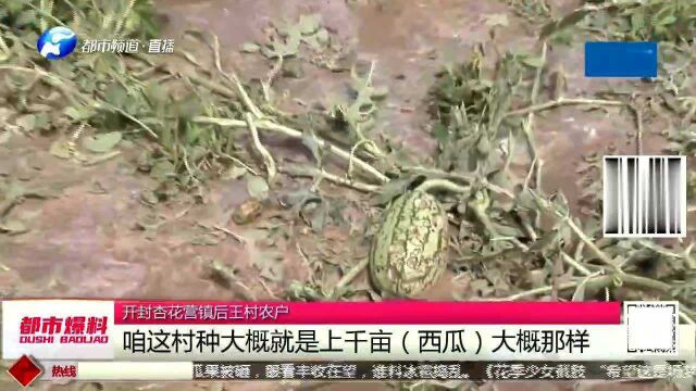 冰雹突袭开封,上万亩西瓜遭殃!果农欲哭无泪!