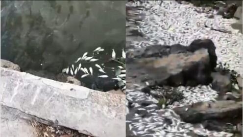 揭阳榕江北河惊现大量死鱼，密密麻麻，官方通报：受河段盐度影响