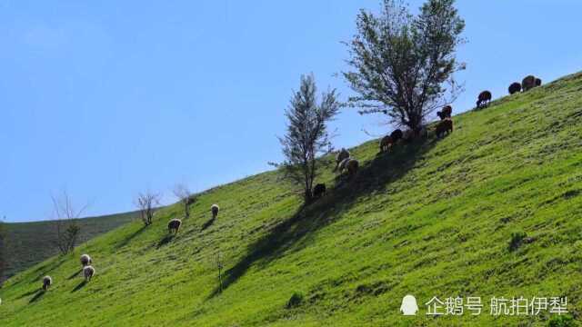 伊犁是個好地方,風吹草低見牛羊