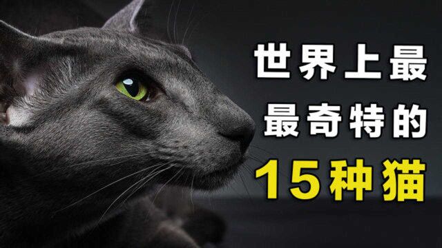 世界上最奇特的15只猫,短毛猫高冷优雅, 泰国“白色宝石”上榜