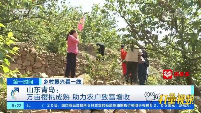 青岛:万亩樱桃成熟,助力农户致富增收,拓展收入渠道