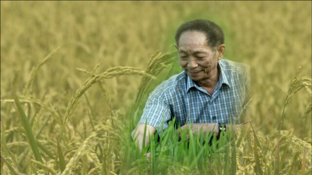 微视频 | 珍惜粮食是对您最大的敬意!