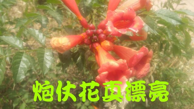 这一片炮仗花,开得真漂亮,你见过这花吗