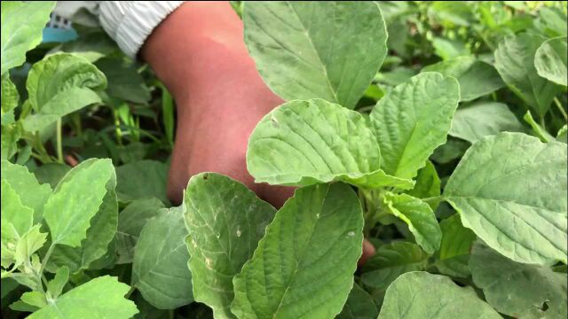 人汉菜,我们这里都叫高钙菜,男女老少都喜欢吃,遇见可别错过