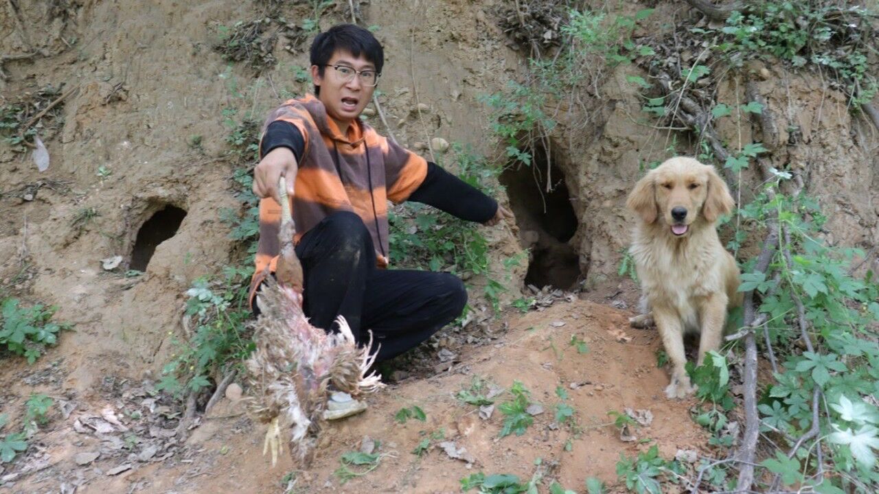 金毛在树林发现个大的洞穴,小伙钻进去竟掏出个死鸡,这咋回事?#萌宠百善乘着春风传递爱#_腾讯视频
